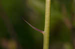 Osceola's plume <BR>Death camas <BR>Crow poison